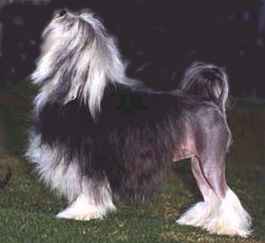 Ch. Bigglesmere's Liv'n Doll (Imp.U.K.)