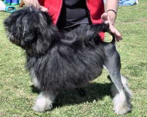 Jonquilow Maid In Oz