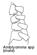 source: Cooley RA (1938, 1946) and Cooley and Kohls (1944a, 1944b, 1945)